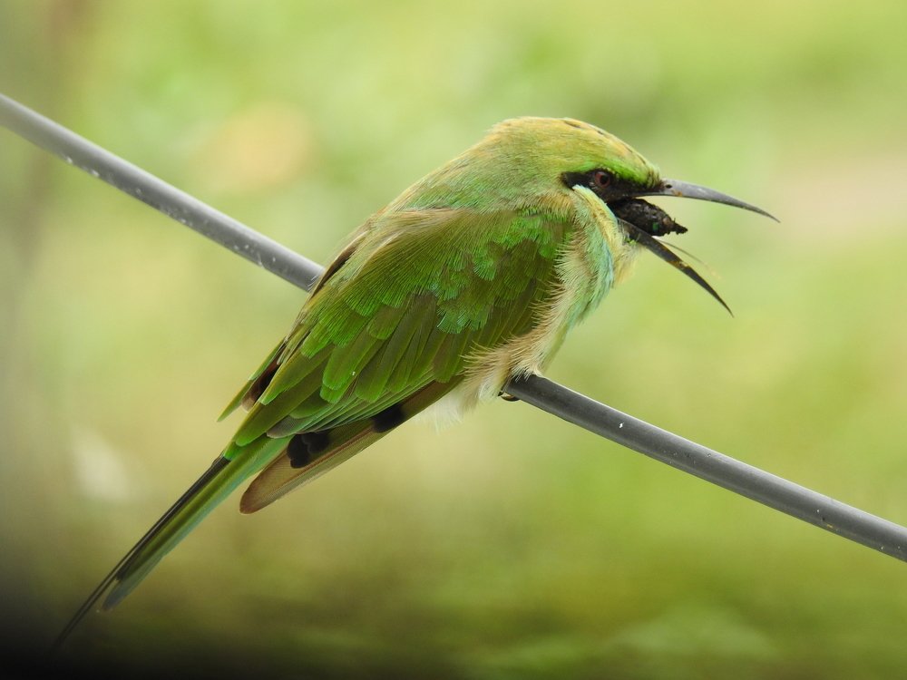 Pellet Casting Green Bee Eater