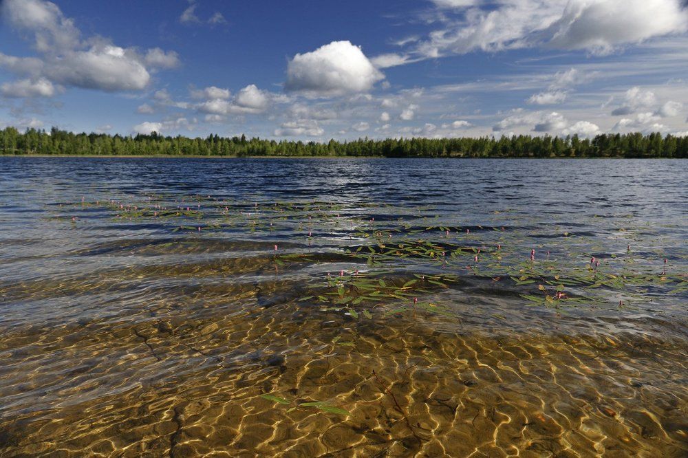 Солнечные волны