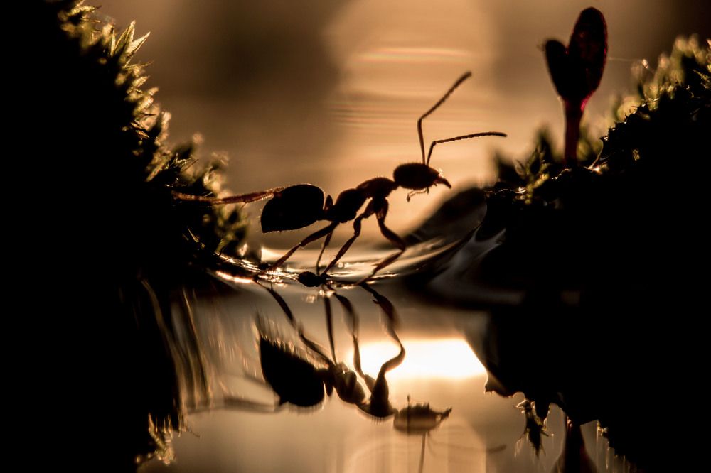 Солнышко скроется, муравейник закроется...