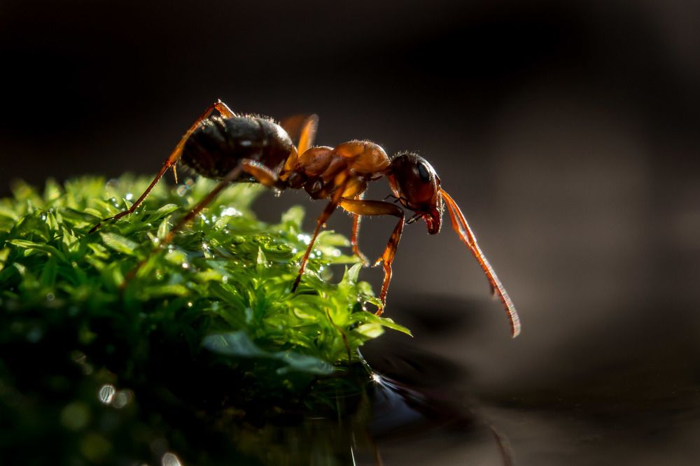 Муравьишка...