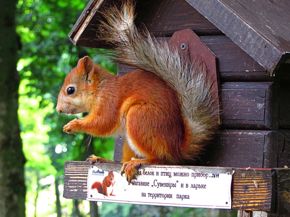 Рыжая красотка