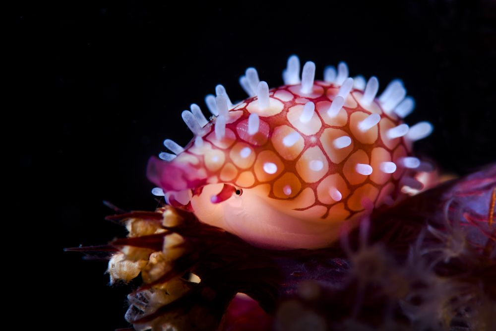 banded egg cowrie