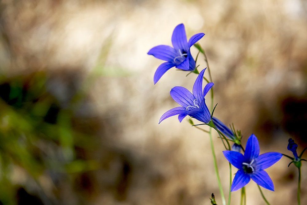 Фотография автора Игорь Иванов
