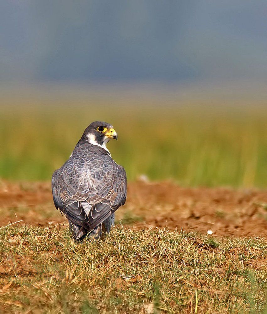 Peregrine Falcon -King of the wetland !