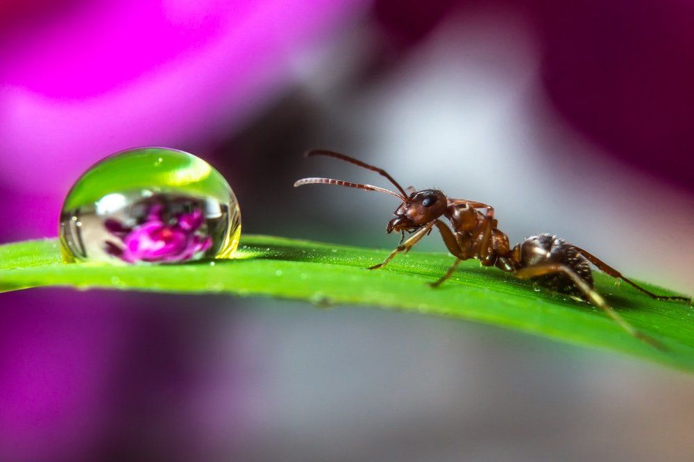 Капля и муравей...