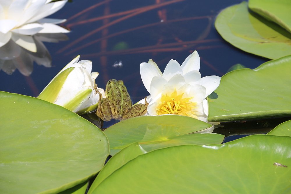 "Царевна лягушка"