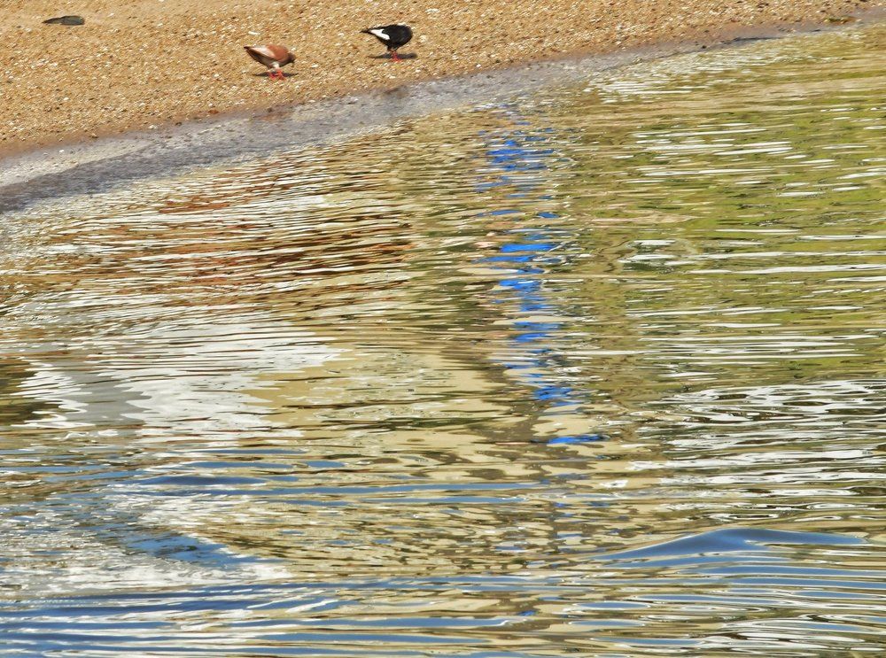 Reflection and birds