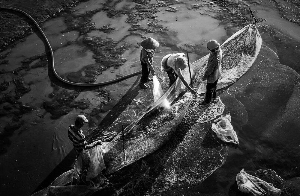 Harvesting Dong Chau sea clam
