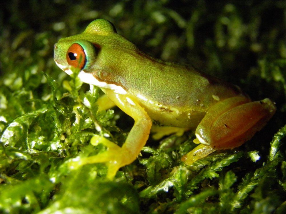 The Endemic Eye