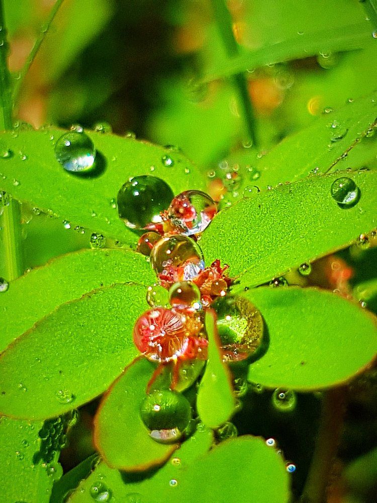 Water droplets on tiny leaves
