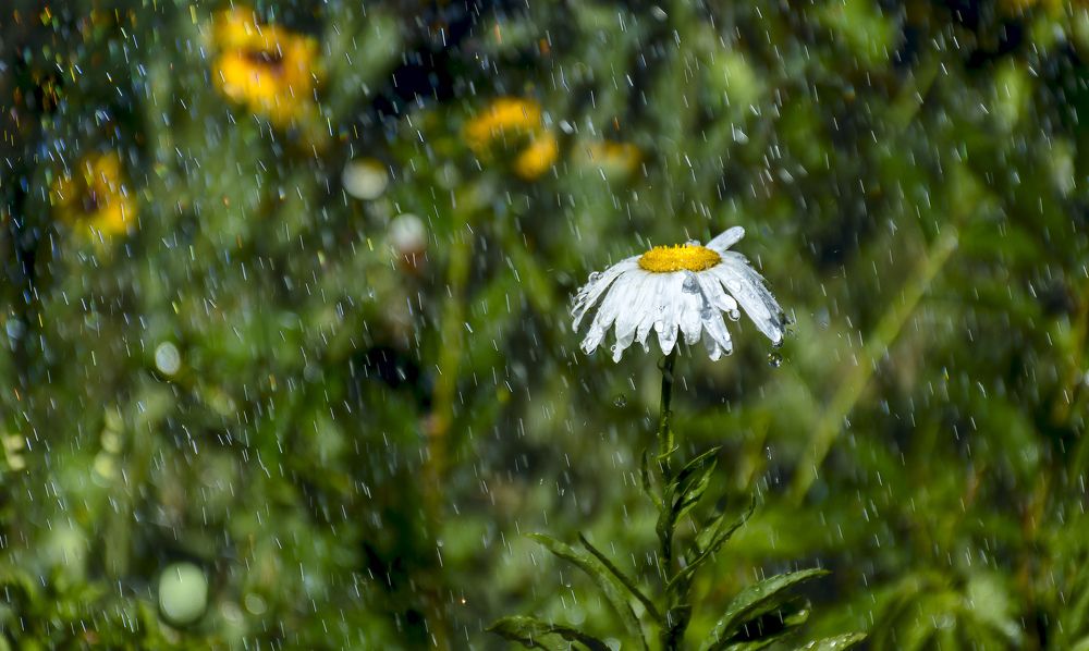 Слепой дождик