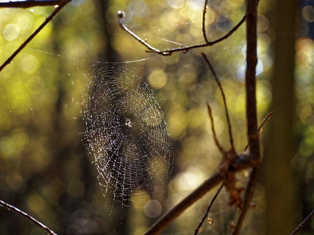 Утро в лесу
