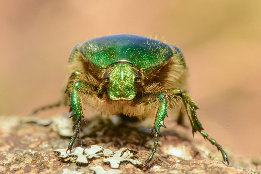 Зелёная миля