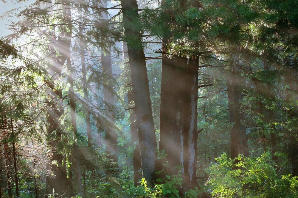 The beginning of a new day in forest