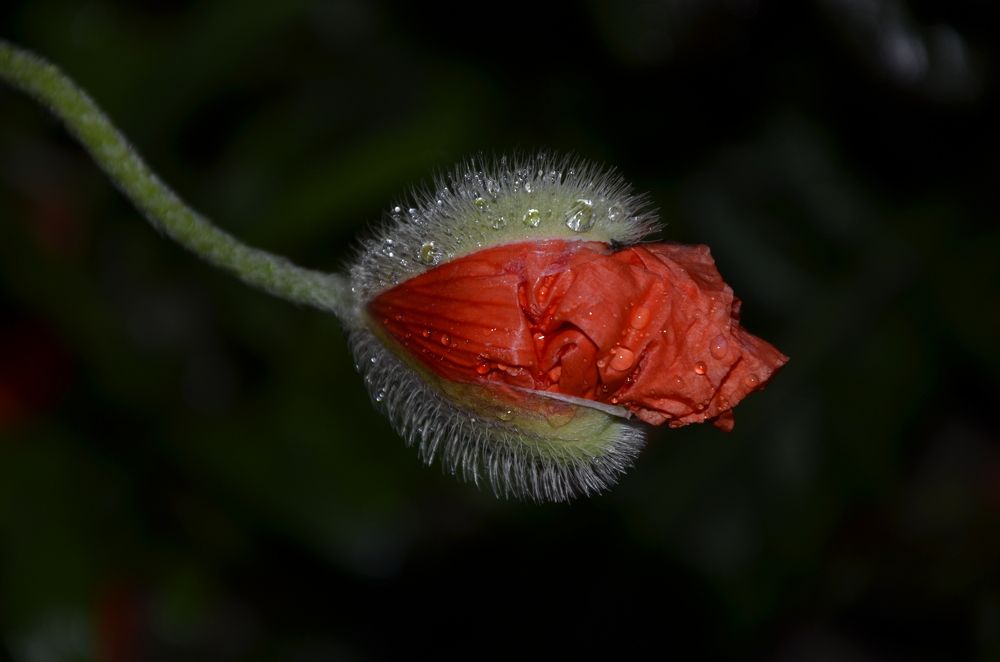 одинокий мак