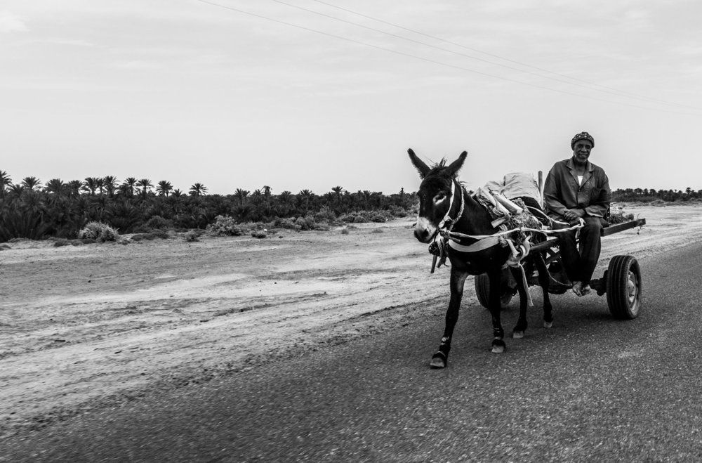 A man on his cart turning from his palm plantation