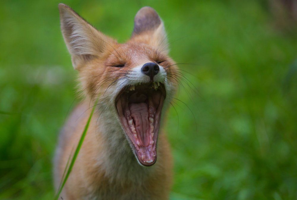 Маманяааааа.....