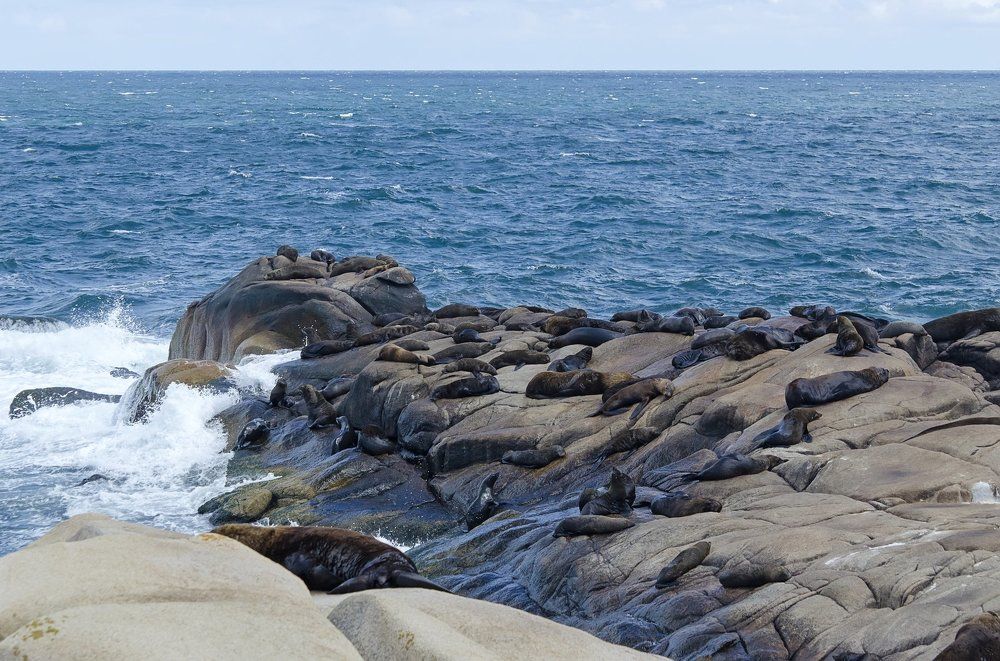 Sea Lions of Cabo Polonio