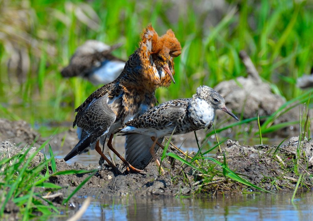 Отработка репродуктивной функции