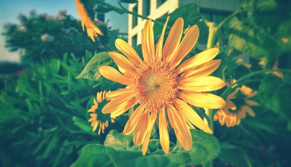 Sunflower