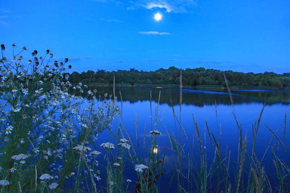 Ромашки в полнолуние.