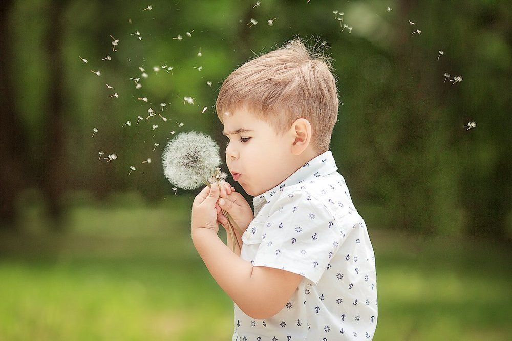 Одуванчики