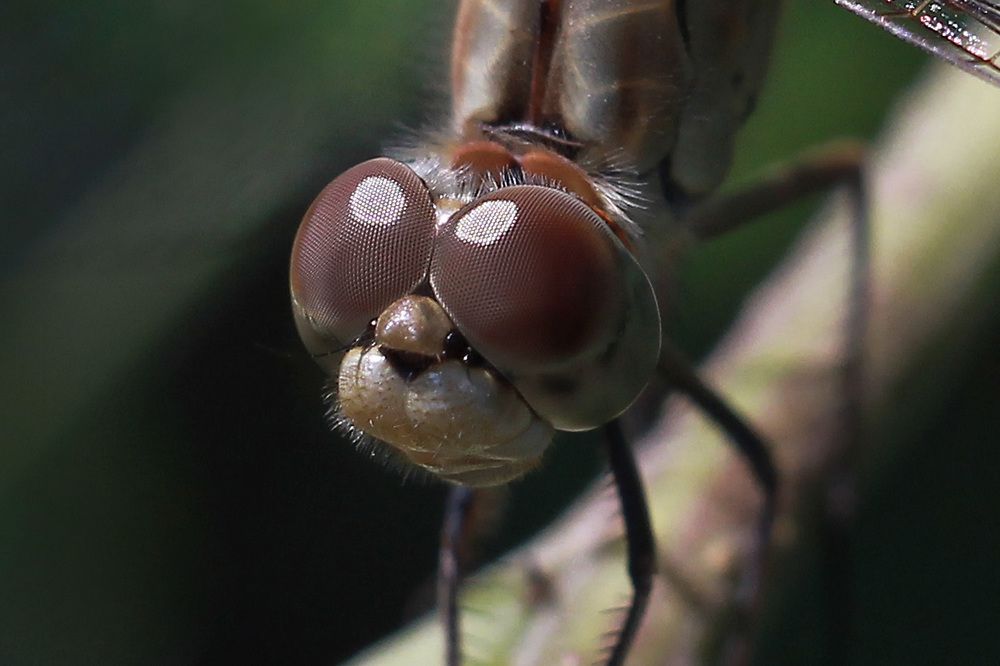 Глазастая...