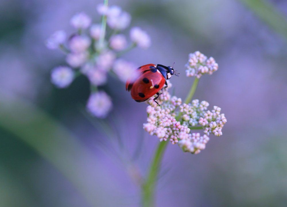 Божья коровка