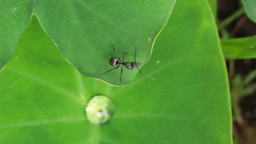 AN AnT