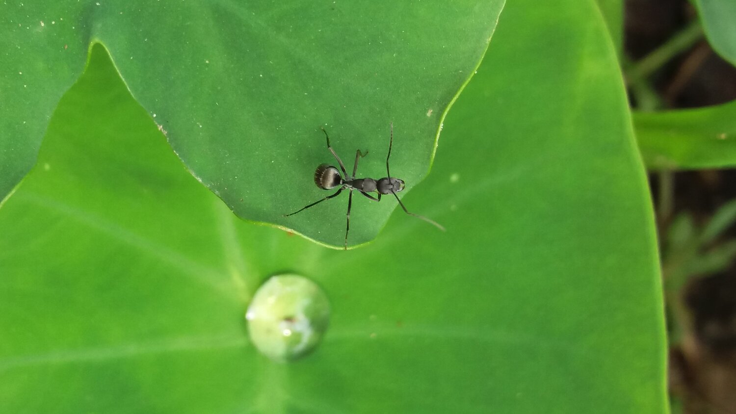 AN AnT
