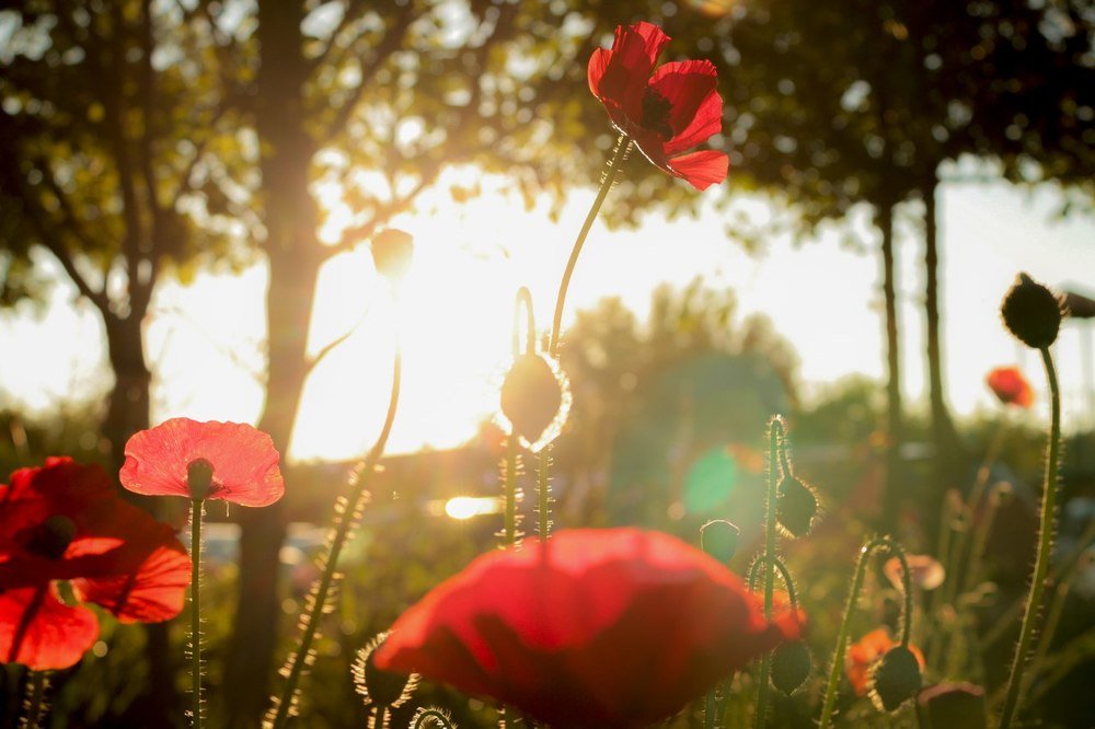 Красные маки