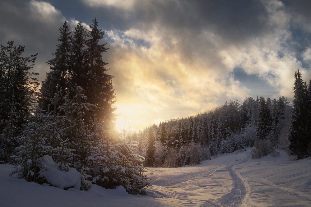 Вечер в зимнем лесу