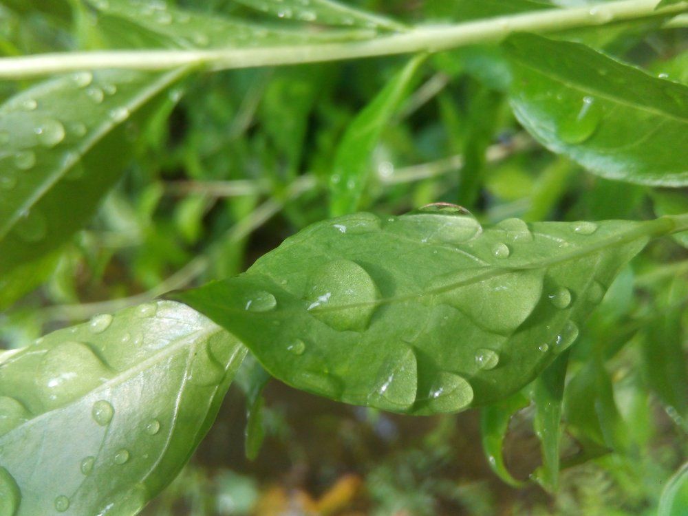 Watering on rainy days