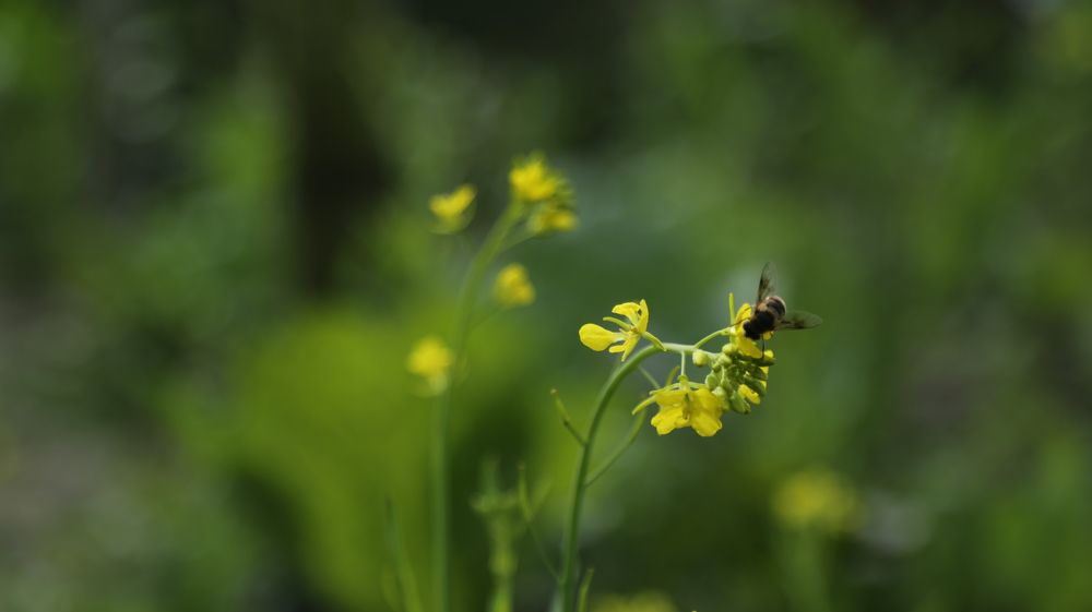 Mustard Flower And Bee