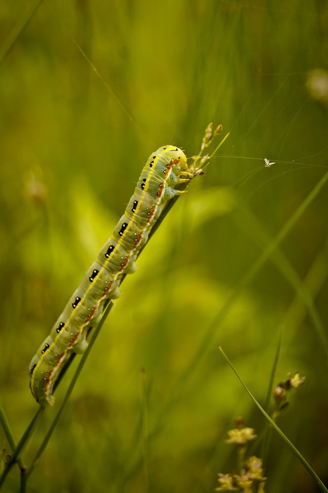 Покоритель вершин