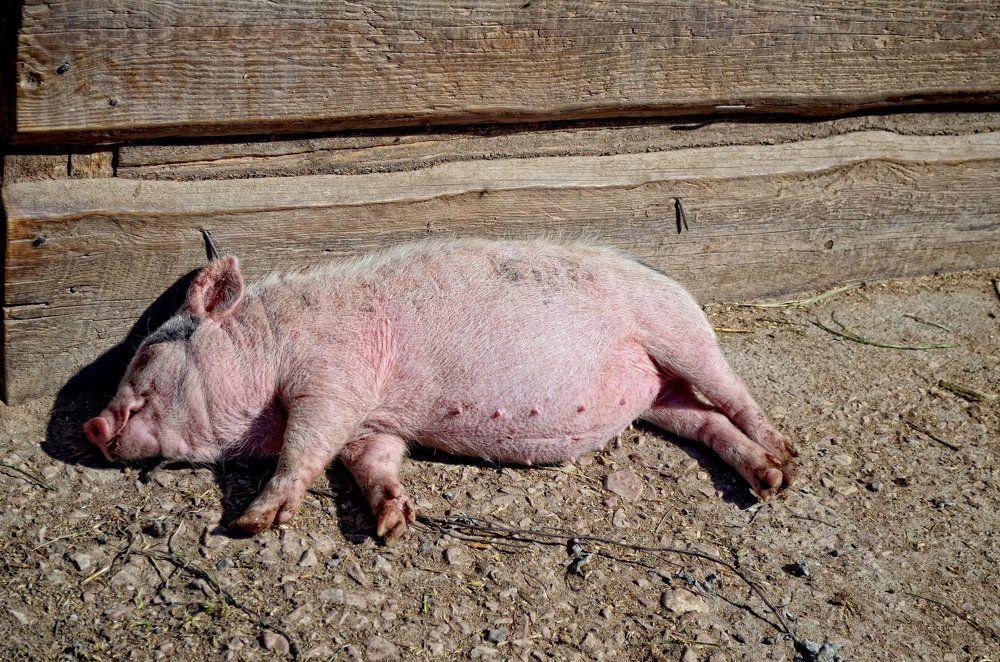 поела и отдыхаю!