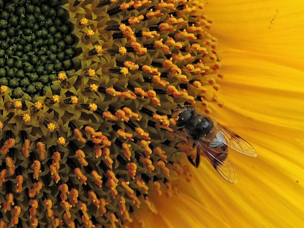 Sunflower and Bee