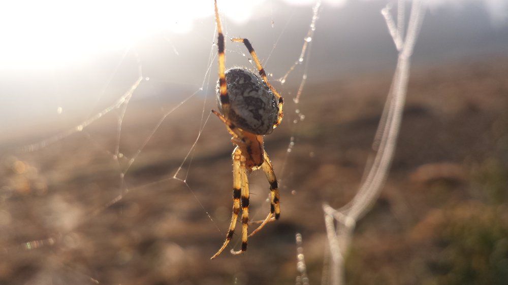 Brown Spider