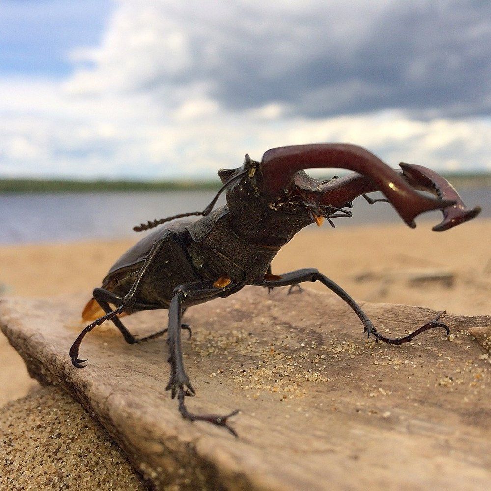 Жук Олень самка