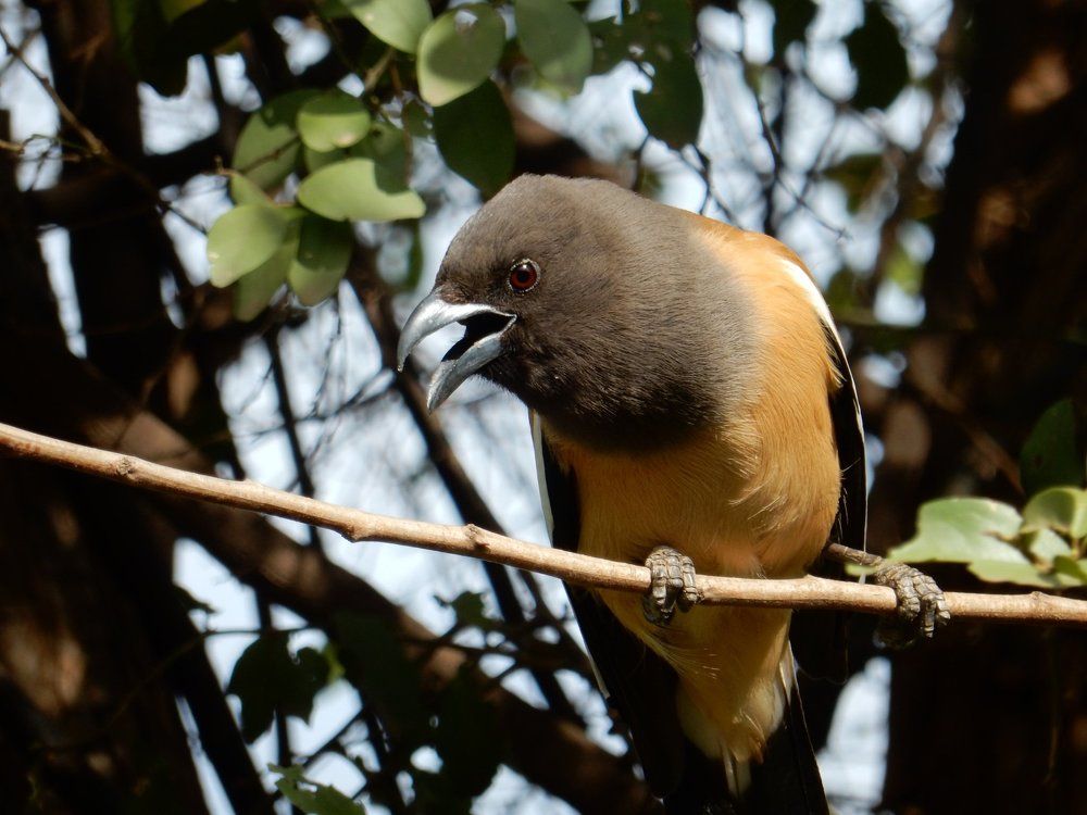 Rufous treepie