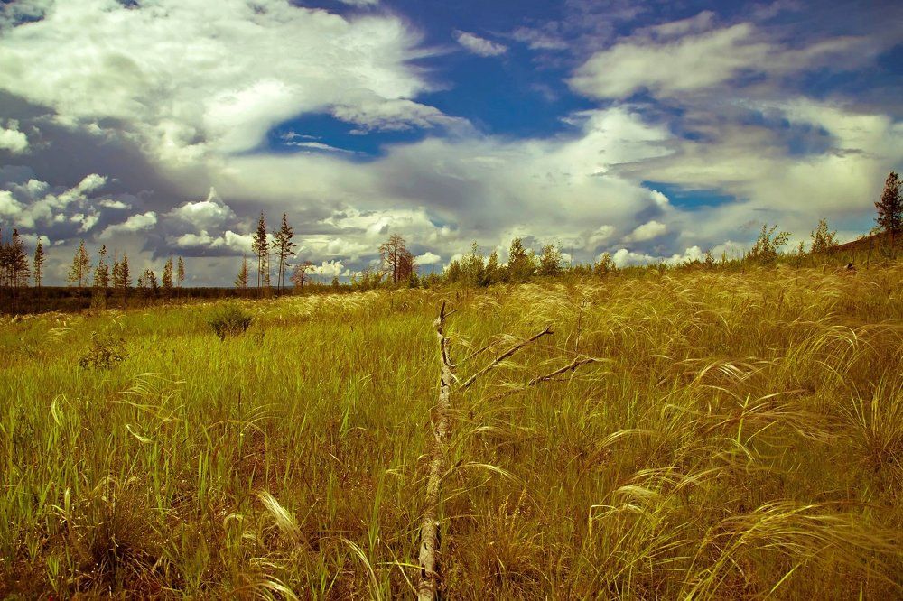 Ковыль  под  облаками.