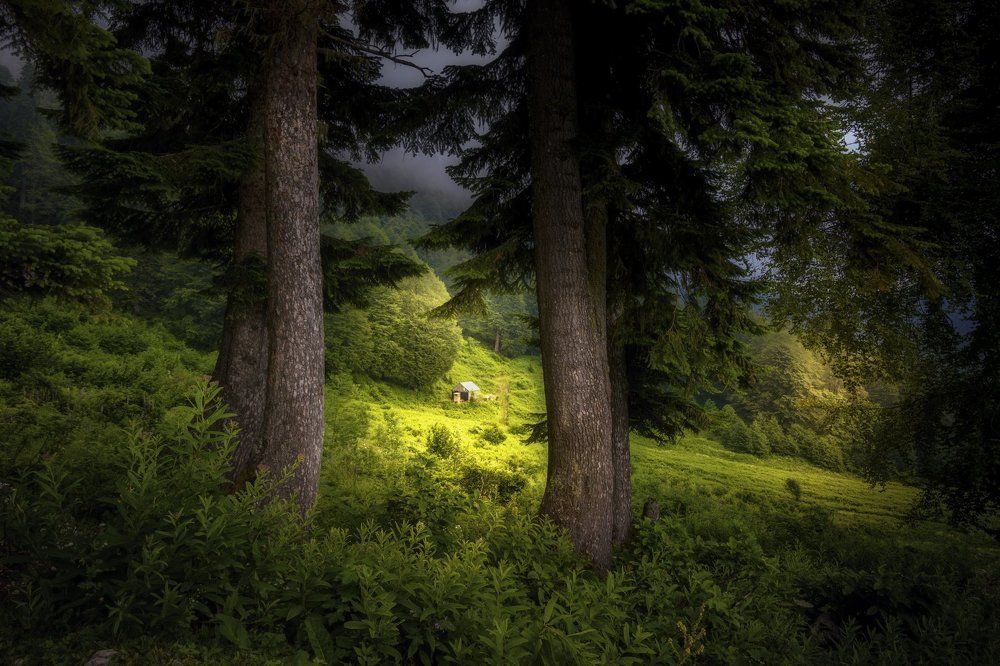 На опушке леса