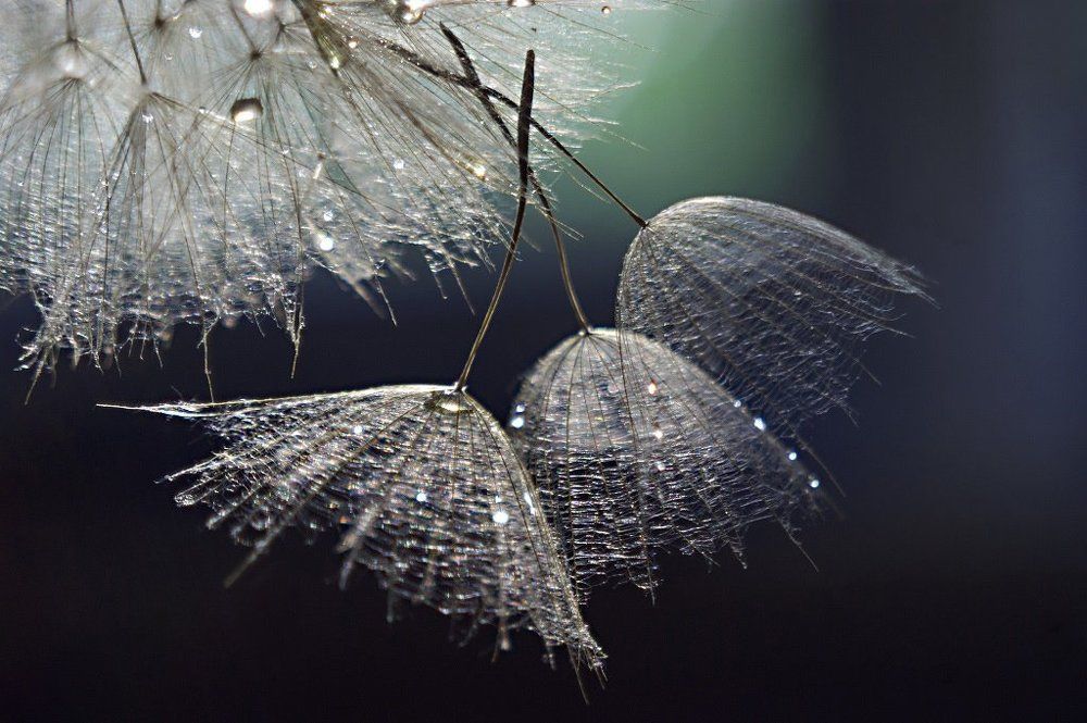 Одуванчиковое.