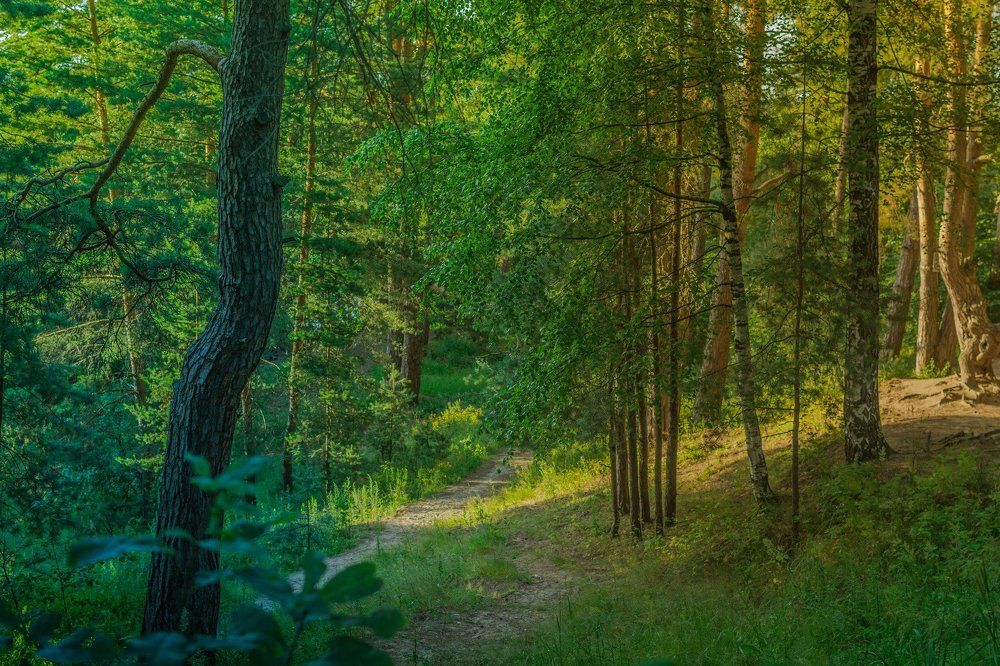 Лесная тропинка