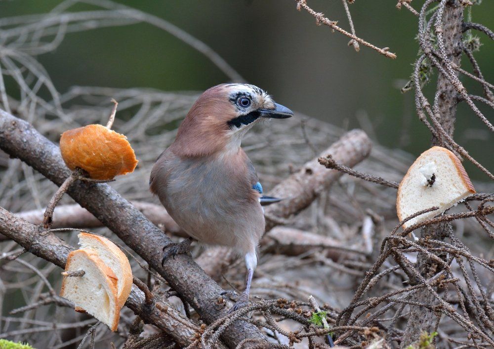 Шведский стол?