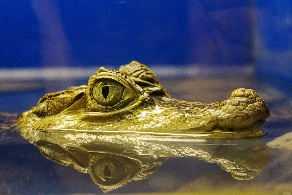 Маленький кайман.