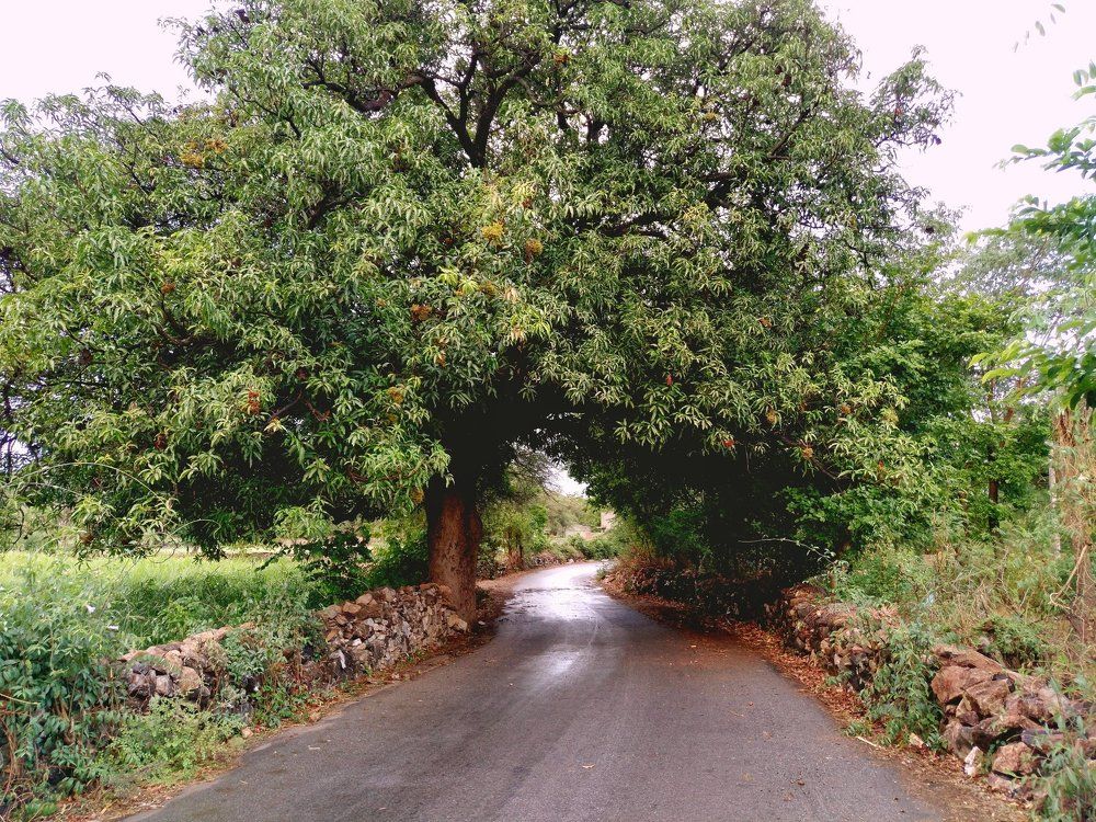 Nature of Udaipur