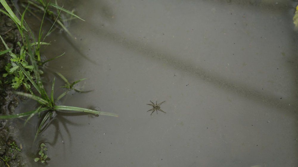 A Spider in canal