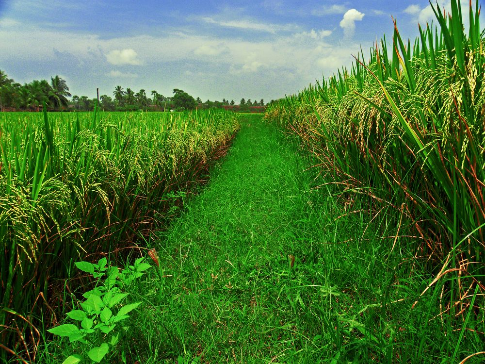Rice crops
