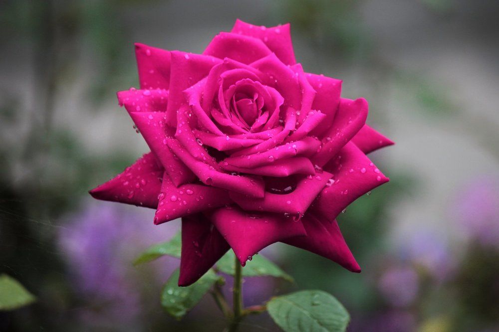 Photograph by Головина Ольга